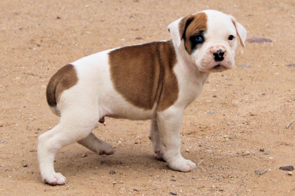 American Bulldog I
