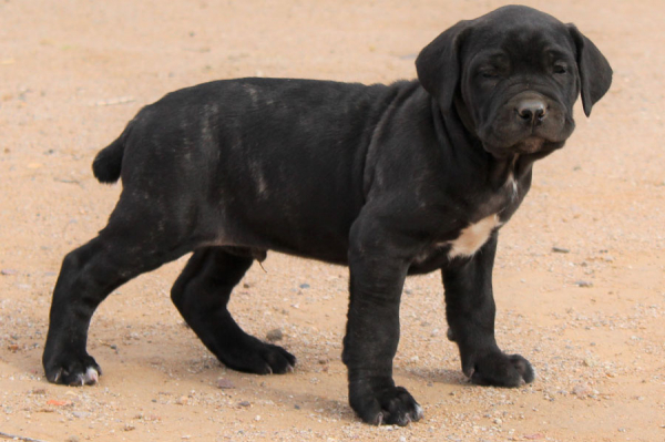 Neo Mastiff I