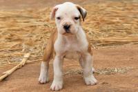 American Bulldog III