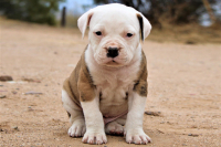 American Bulldog II